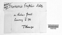 Gnomonia graphis image